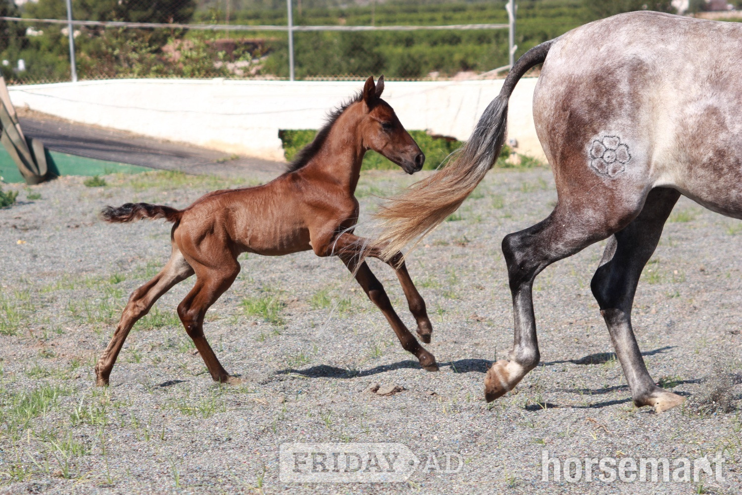 "" Bay Colt All Rounder - Horses