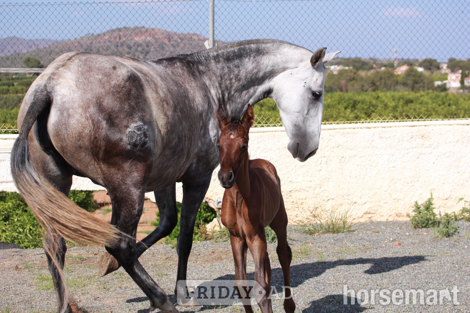"" Bay Colt All Rounder in Knocknagoshel
