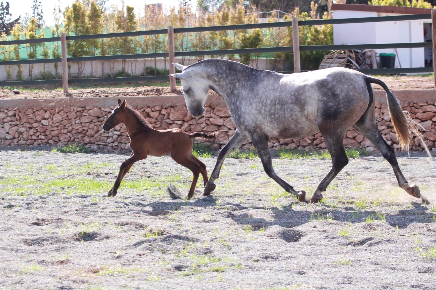 "" Bay Colt All Rounder