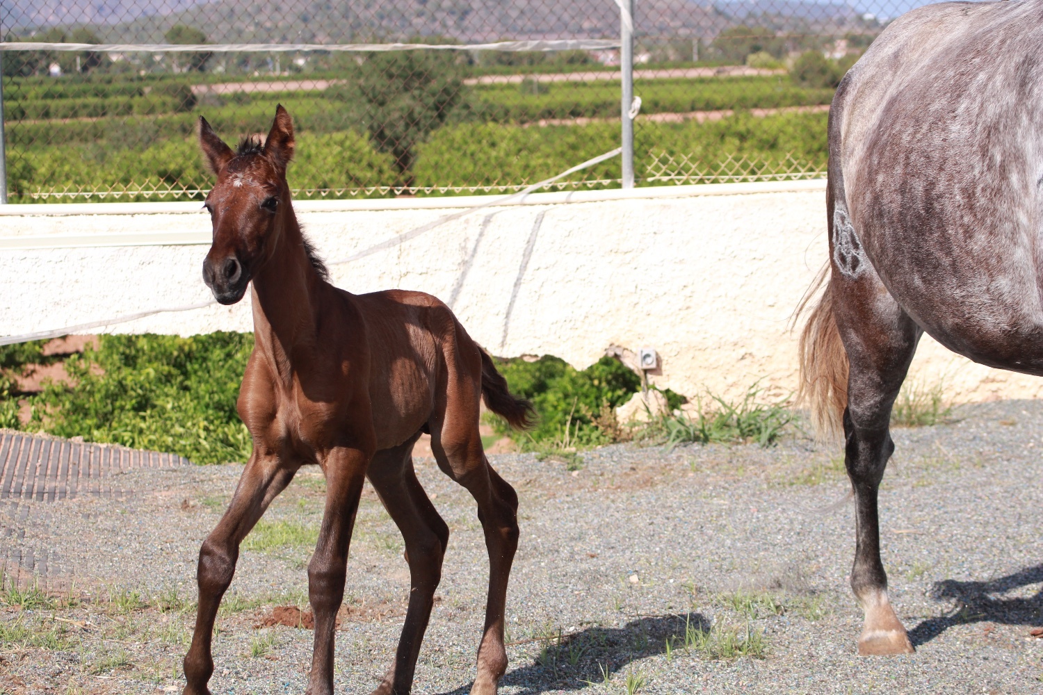 Knocknagoshel "" Bay Colt All Rounder