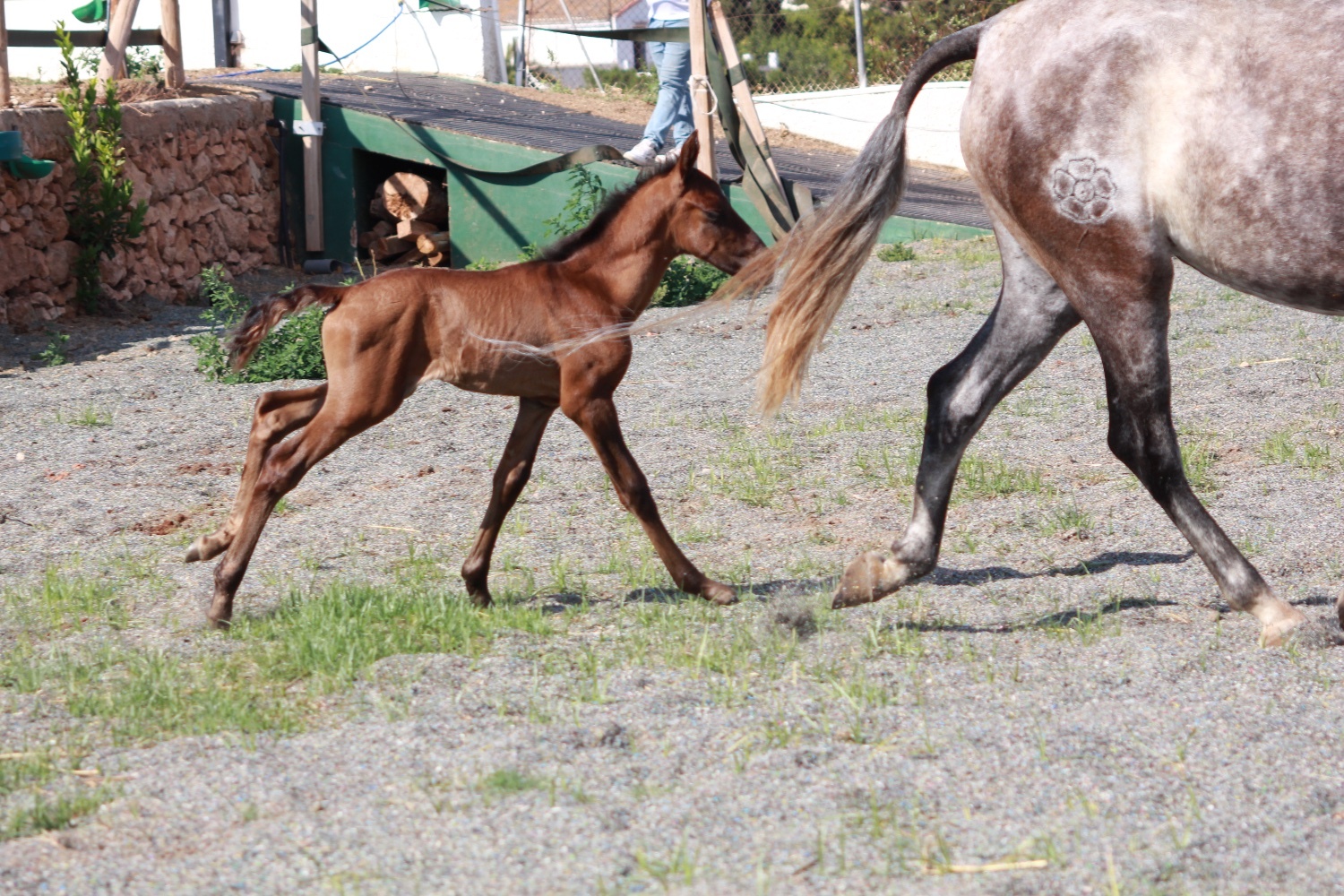 "" Bay Colt All Rounder - Horses in Knocknagoshel