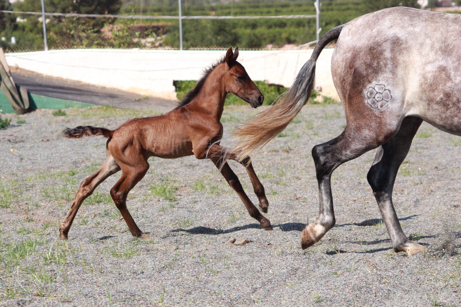 "" Bay Colt All Rounder - Horses