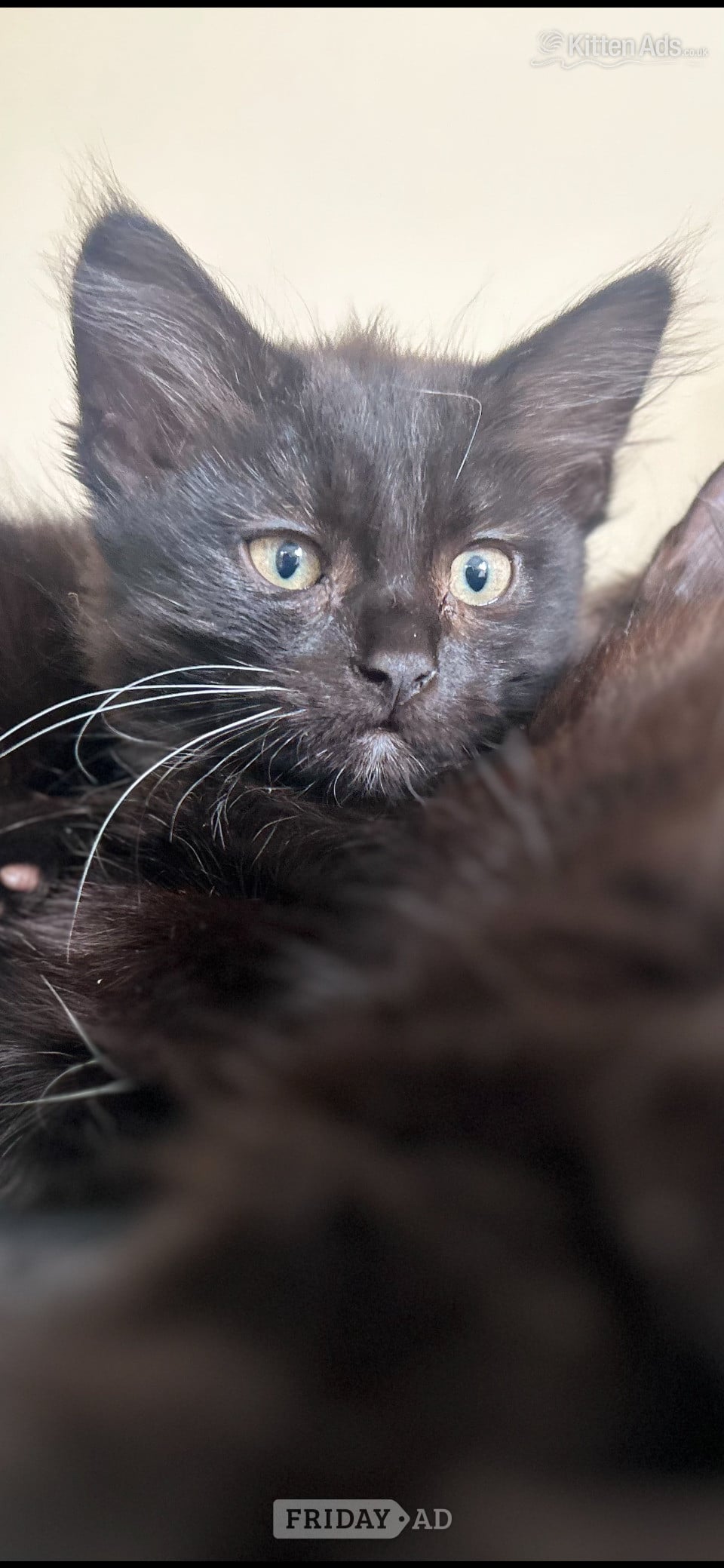 Gorgeous kittens for sale