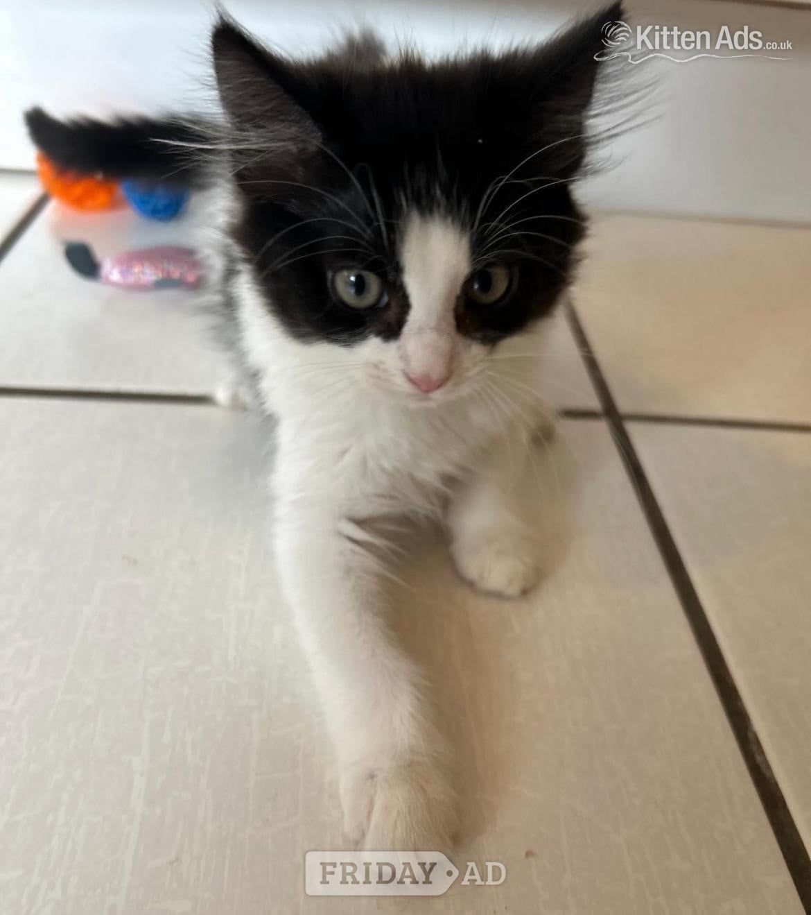 Gorgeous kittens for sale - Cats & Kittens