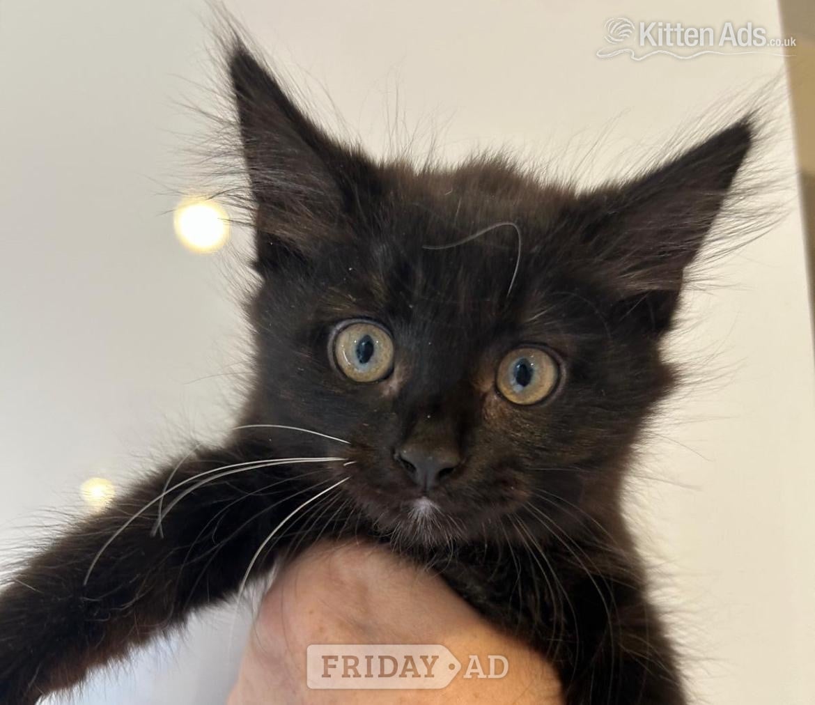 Bracknell Gorgeous kittens for sale