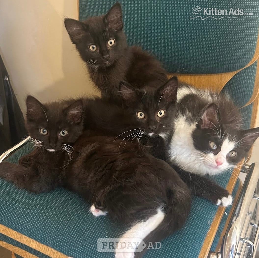 Gorgeous kittens for sale in Bracknell