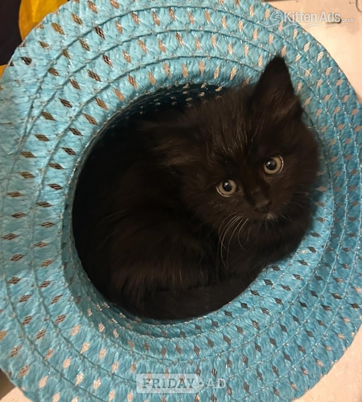 Gorgeous kittens for sale - Cats & Kittens in Bracknell