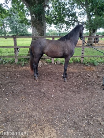 "Moystown CC" Grey Filly Youngstock / Foal
