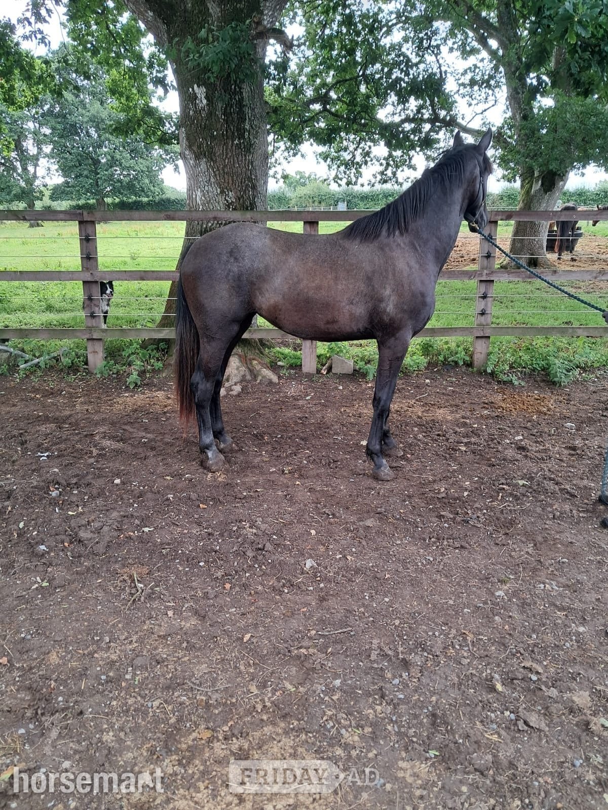 Abbotrule "Moystown CC" Grey Filly Youngstock / Foal