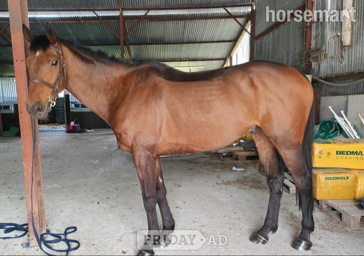 "MB" Bay Gelding Ex Racehorse in Blandford Forum