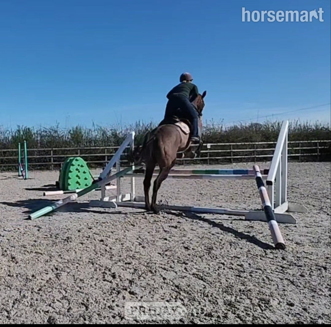 "MB" Bay Gelding Ex Racehorse
