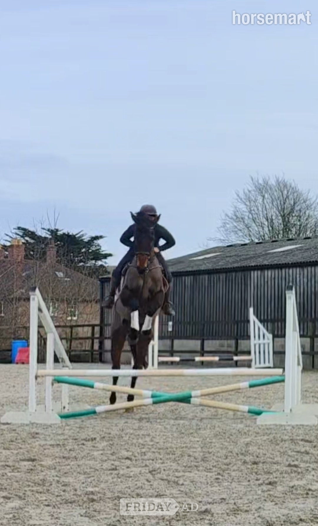 Blandford Forum "MB" Bay Gelding Ex Racehorse