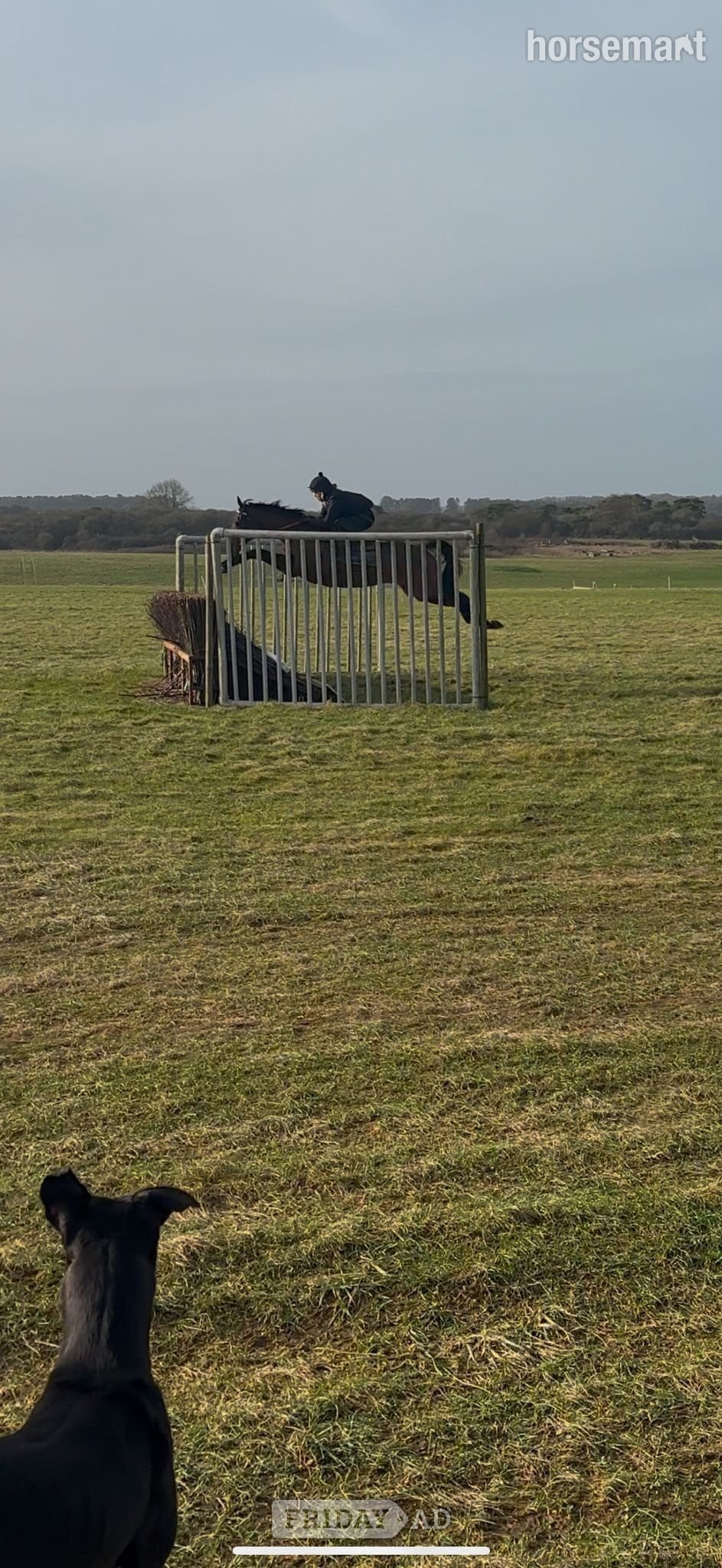 "MB" Bay Gelding Ex Racehorse - Horses in Blandford Forum
