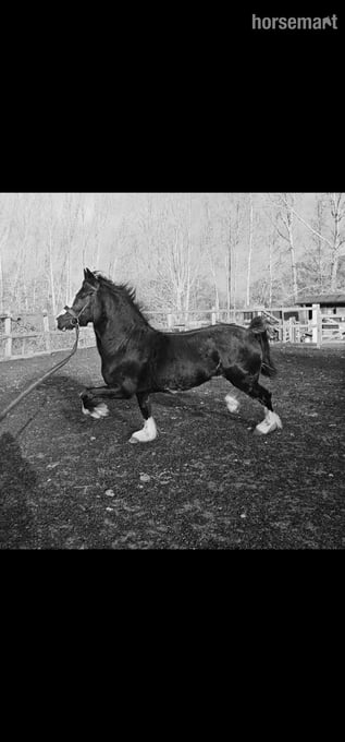 "Joe" Black Stallion Driving Horse
