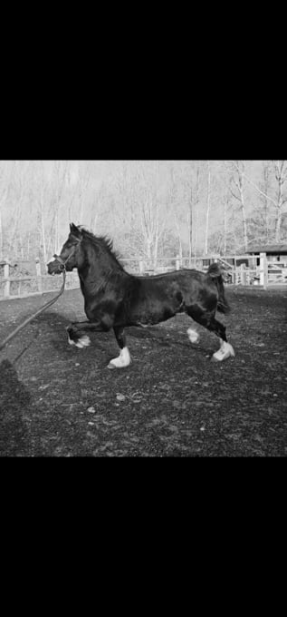 "Joe" Black Stallion Driving Horse