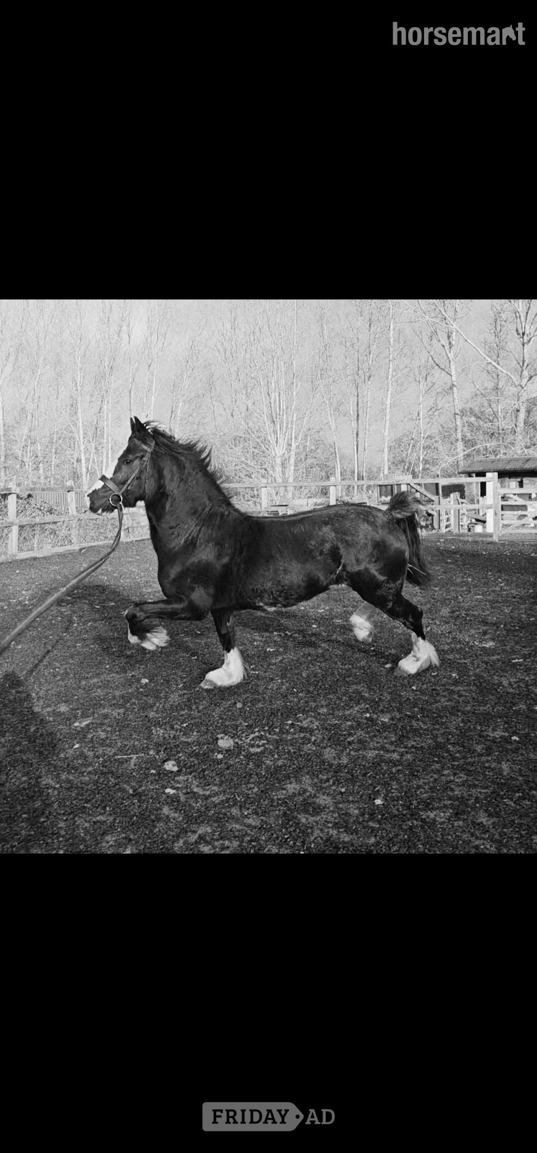 "Joe" Black Stallion Driving Horse in Cobham