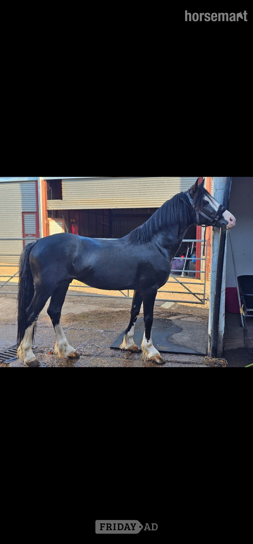 "Joe" Black Stallion Driving Horse