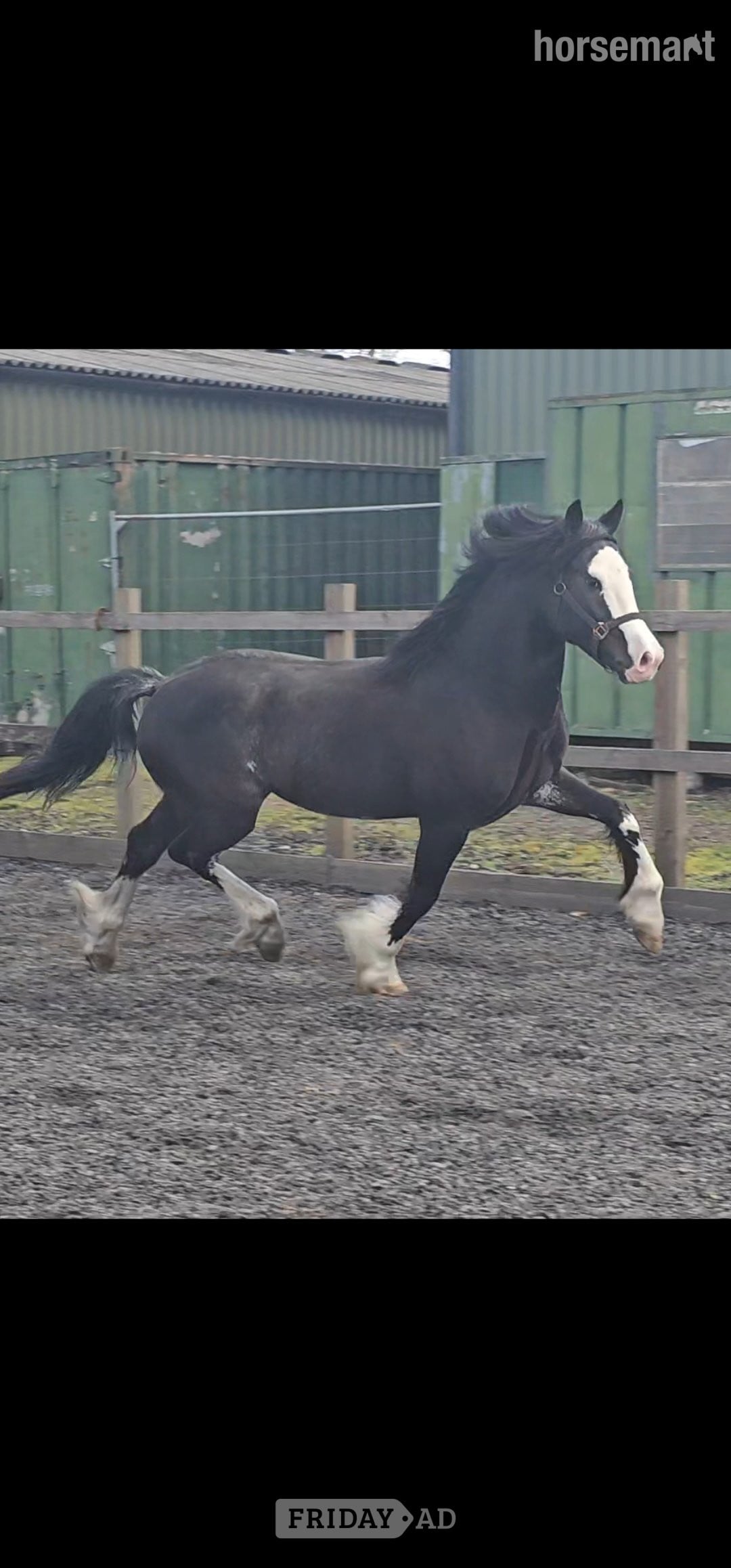 Cobham "Joe" Black Stallion Driving Horse