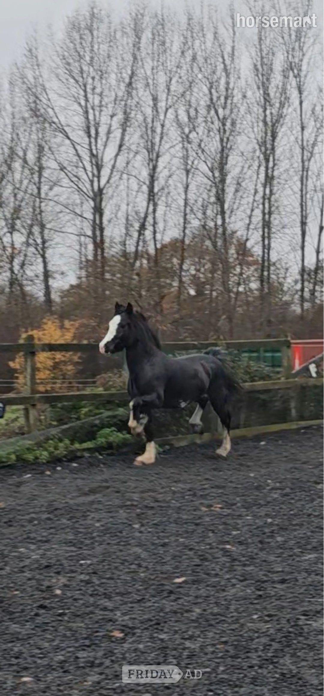 "Joe" Black Stallion Driving Horse - Horses in Cobham