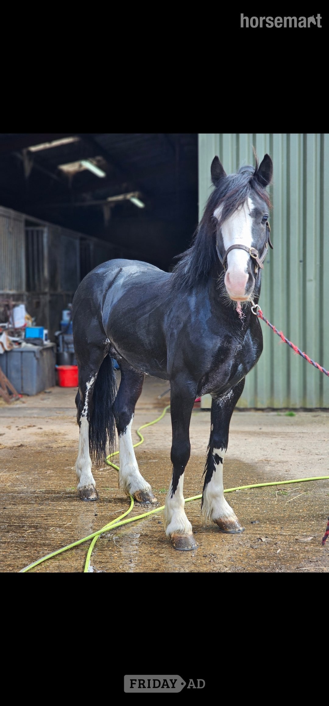 "Joe" Black Stallion Driving Horse - Horses