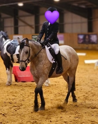 "Willow" Dun Mare Pony Club Pony