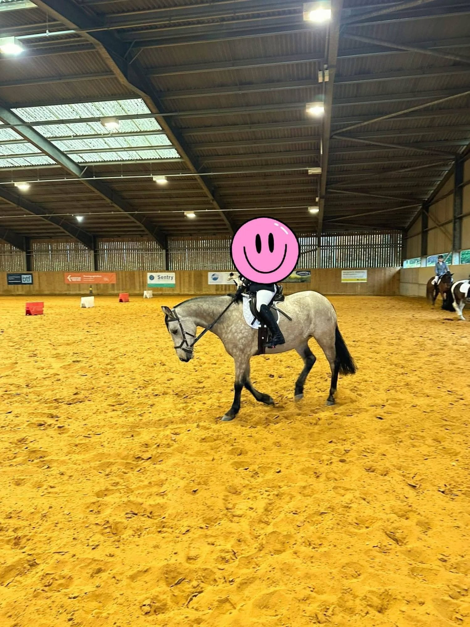 "Willow" Dun Mare Pony Club Pony