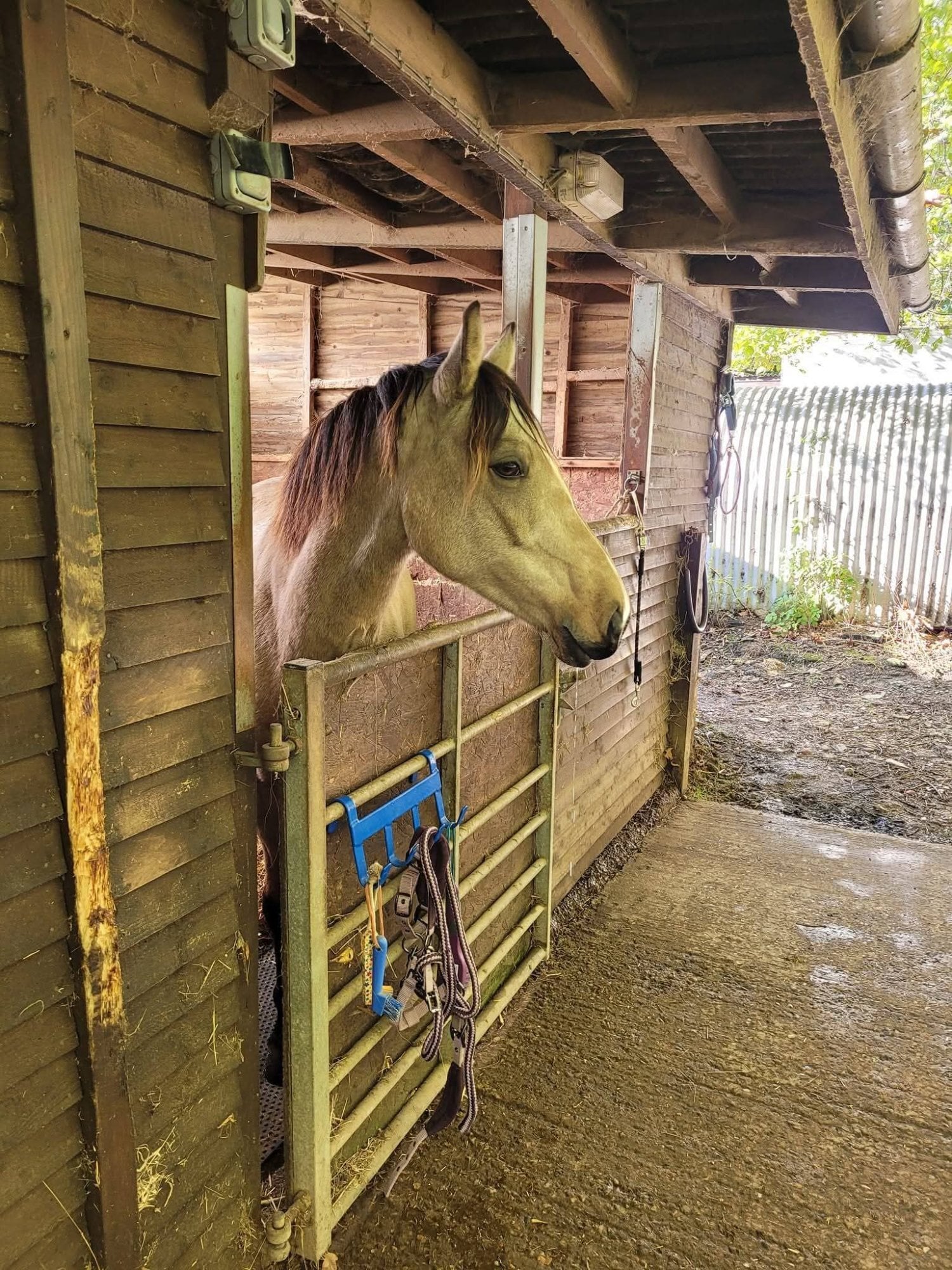"Willow" Dun Mare Pony Club Pony - Horses in Hailsham