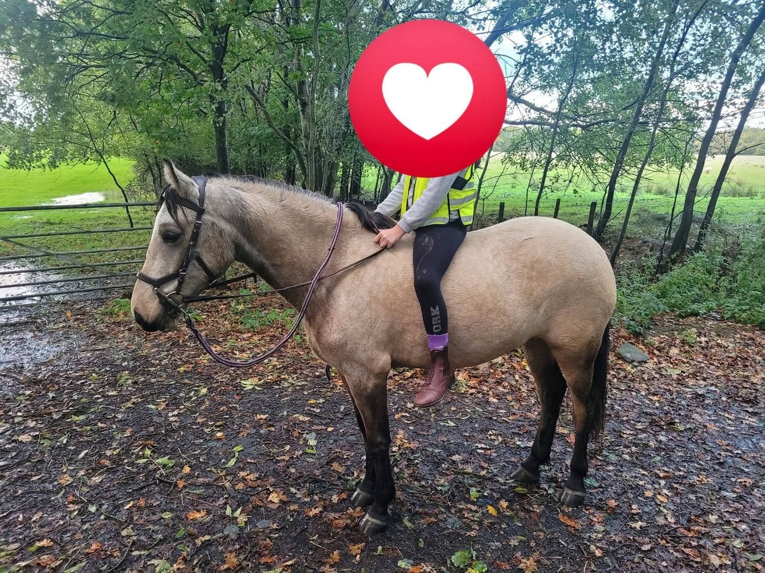 "Willow" Dun Mare Pony Club Pony - Horses