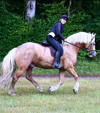 "The Golden Gamekeeper " Palomino Gelding All Rounder