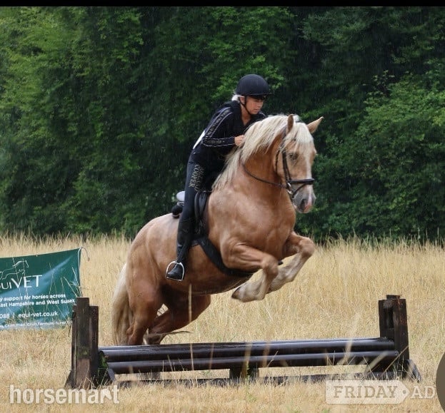 "The Golden Gamekeeper " Palomino Gelding All Rounder