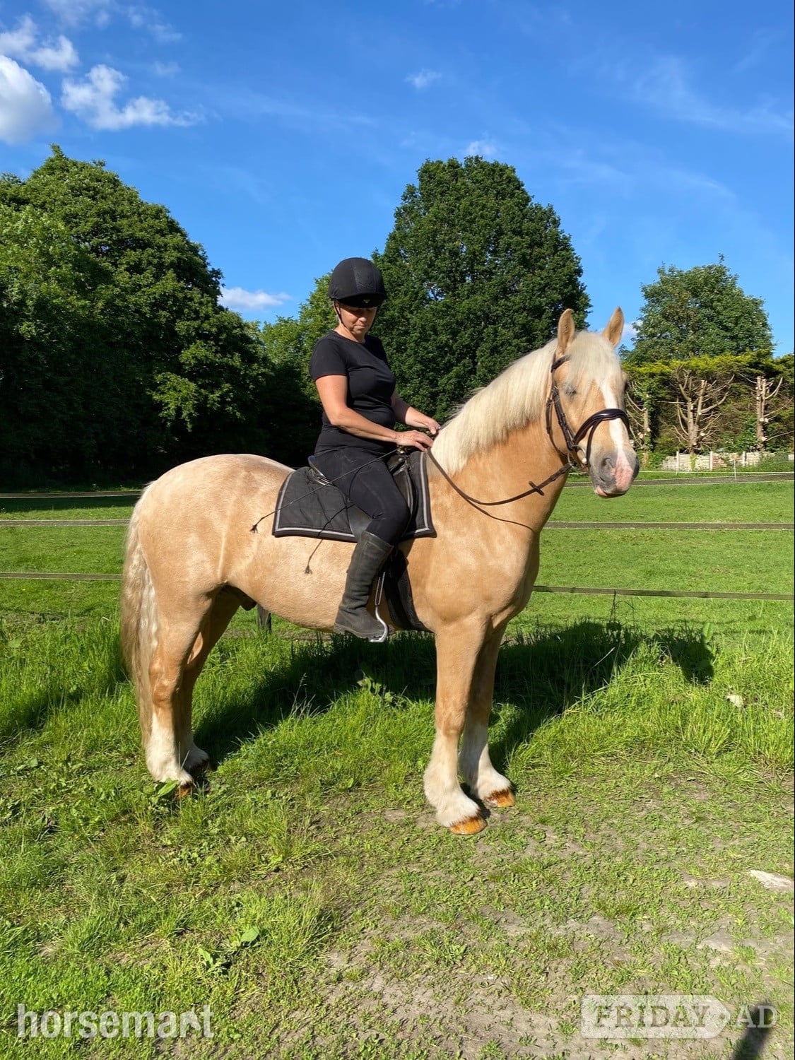 Egham "The Golden Gamekeeper " Palomino Gelding All Rounder