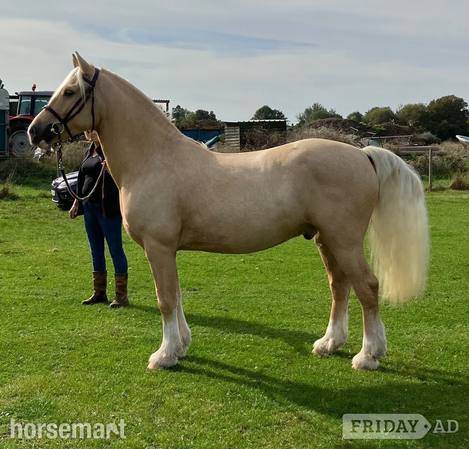 "The Golden Gamekeeper " Palomino Gelding All Rounder - Horses in Egham