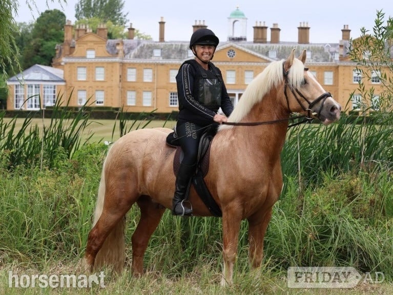 "The Golden Gamekeeper " Palomino Gelding All Rounder - Horses
