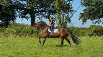 "Immy" Dark Bay Mare All Rounder