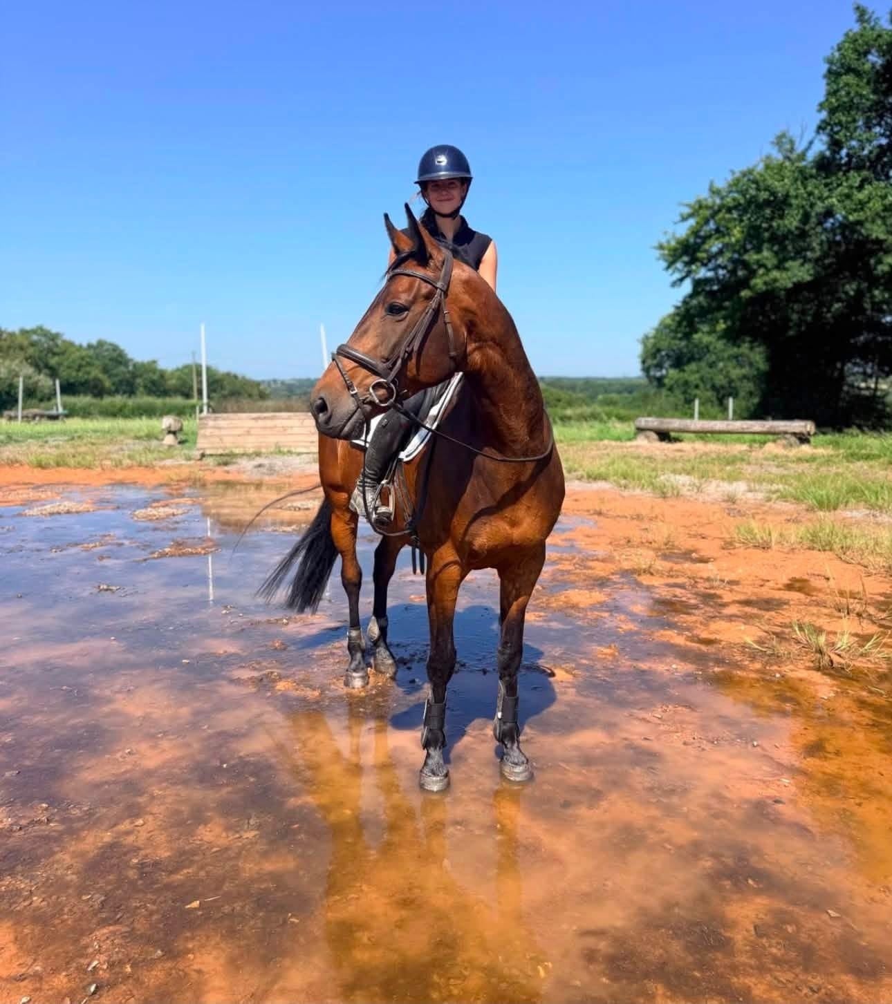 "Immy" Dark Bay Mare All Rounder