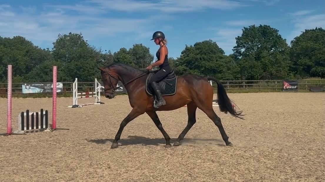 Tiverton "Immy" Dark Bay Mare All Rounder