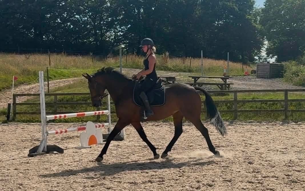"Immy" Dark Bay Mare All Rounder - Horses in Tiverton