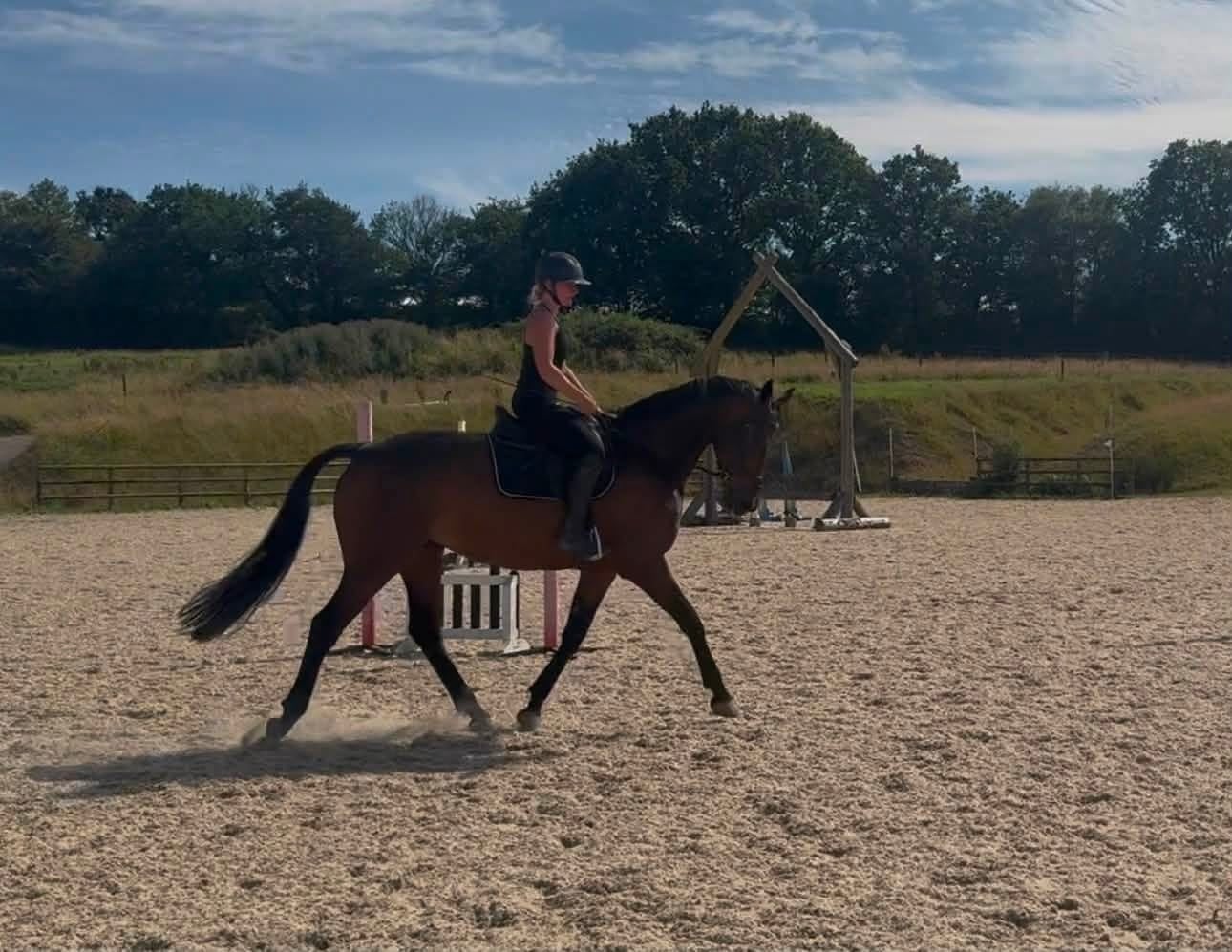 "Immy" Dark Bay Mare All Rounder - Horses