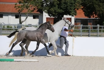"Maestoso Canissa " Grey Colt All Rounder