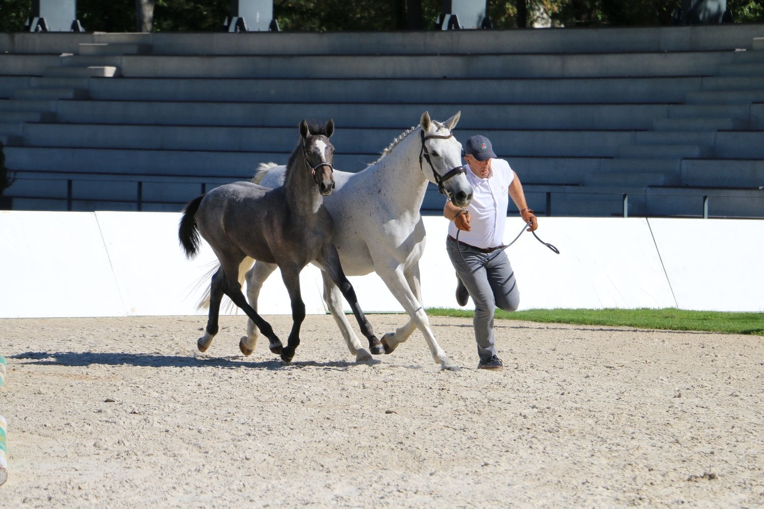"Maestoso Canissa " Grey Colt All Rounder