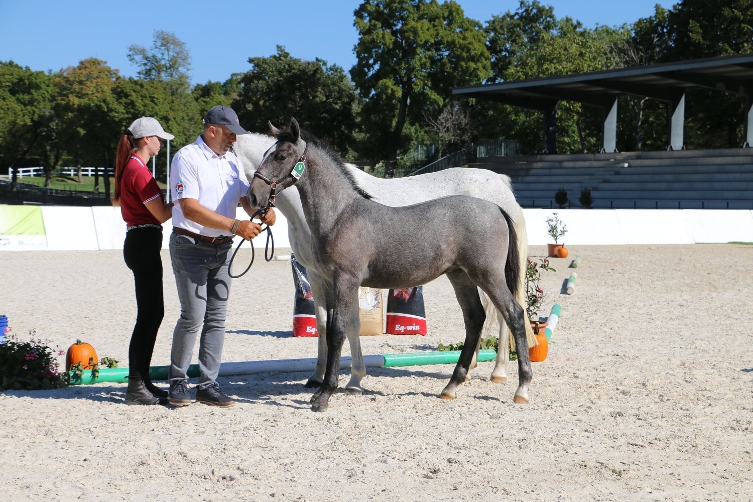 London "Maestoso Canissa " Grey Colt All Rounder