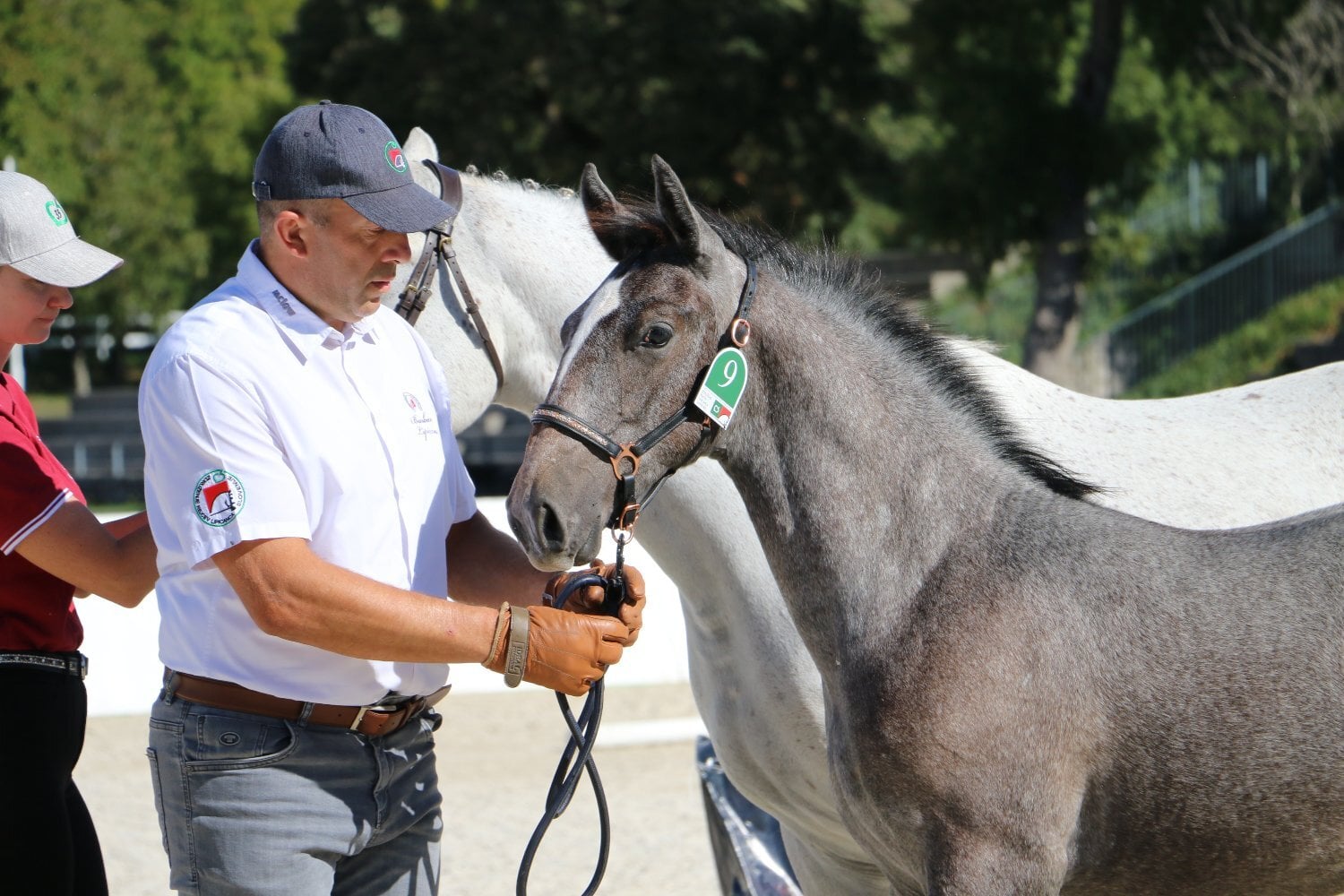 "Maestoso Canissa " Grey Colt All Rounder - Horses in London
