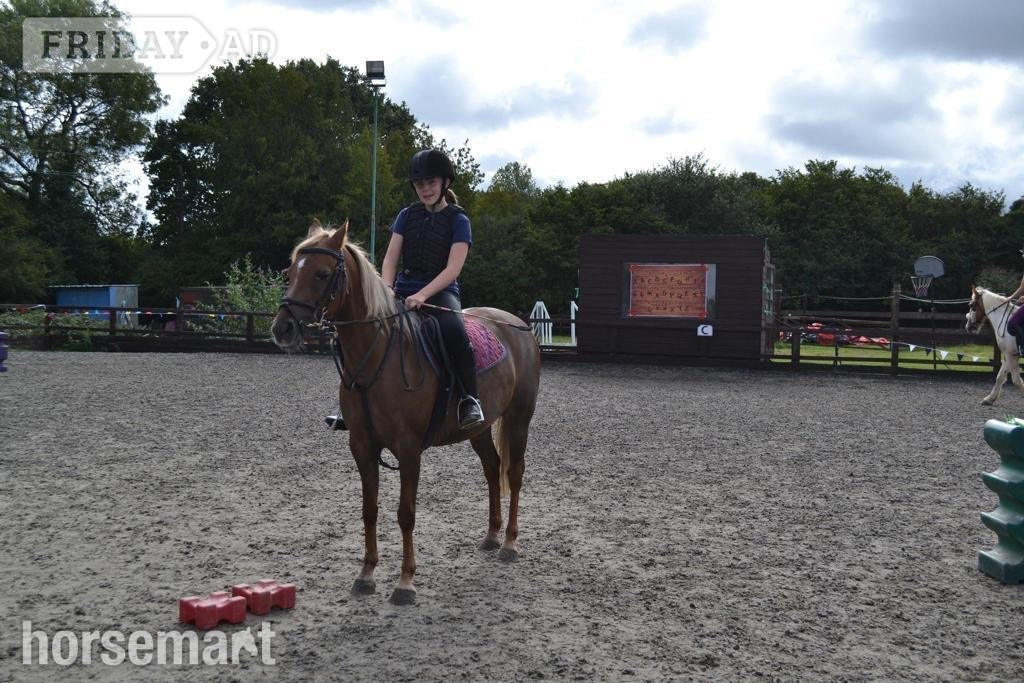 "Millie" Chestnut Mare All Rounder in Allhallows
