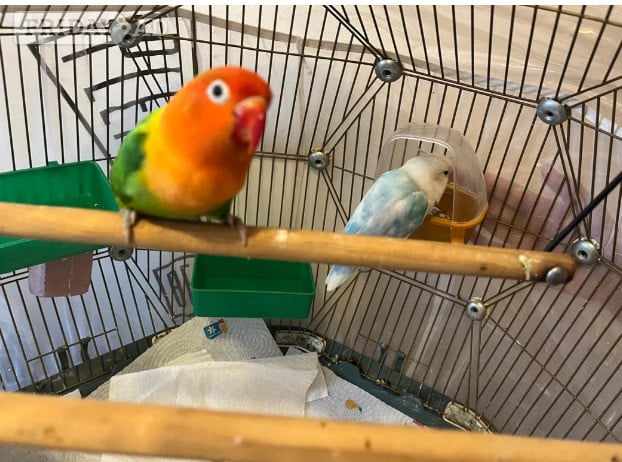 Beautiful Pair of Lovebirds- 2 Years Old, bonded pair, healthy  with cage. in Dunfermline