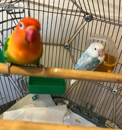 Beautiful Pair of Lovebirds- 2 Years Old, bonded pair, healthy  with cage.