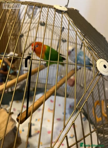 Dunfermline Beautiful Pair of Lovebirds- 2 Years Old, bonded pair, healthy  with cage.