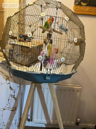 Beautiful Pair of Lovebirds- 2 Years Old, bonded pair, healthy  with cage. - Birds in Dunfermline