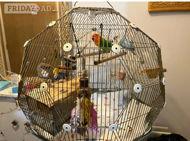 Beautiful Pair of Lovebirds- 2 Years Old, bonded pair, healthy  with cage. - Birds