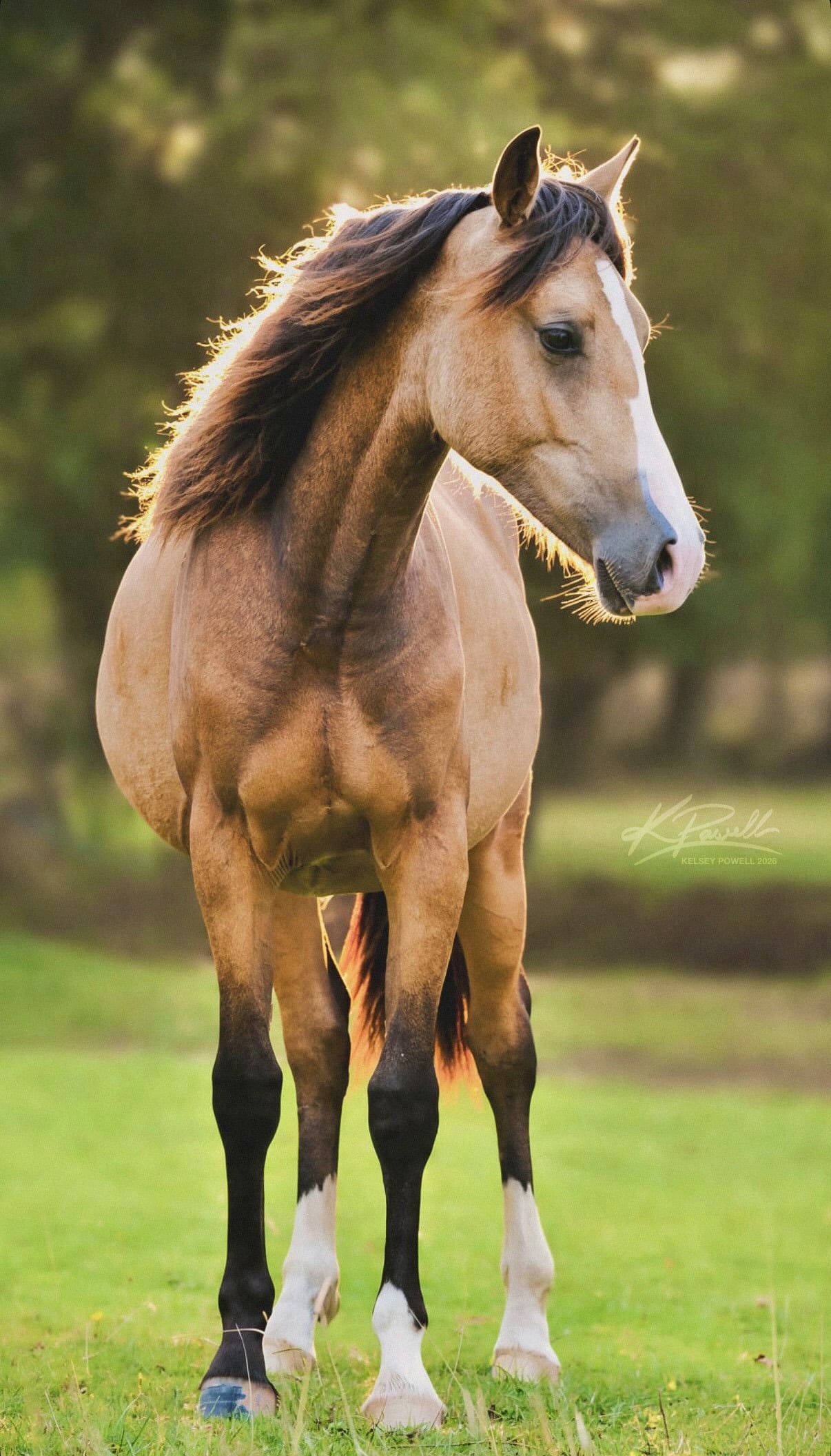 "Delilah" Buckskin Filly Youngstock / Foal in Cardiff