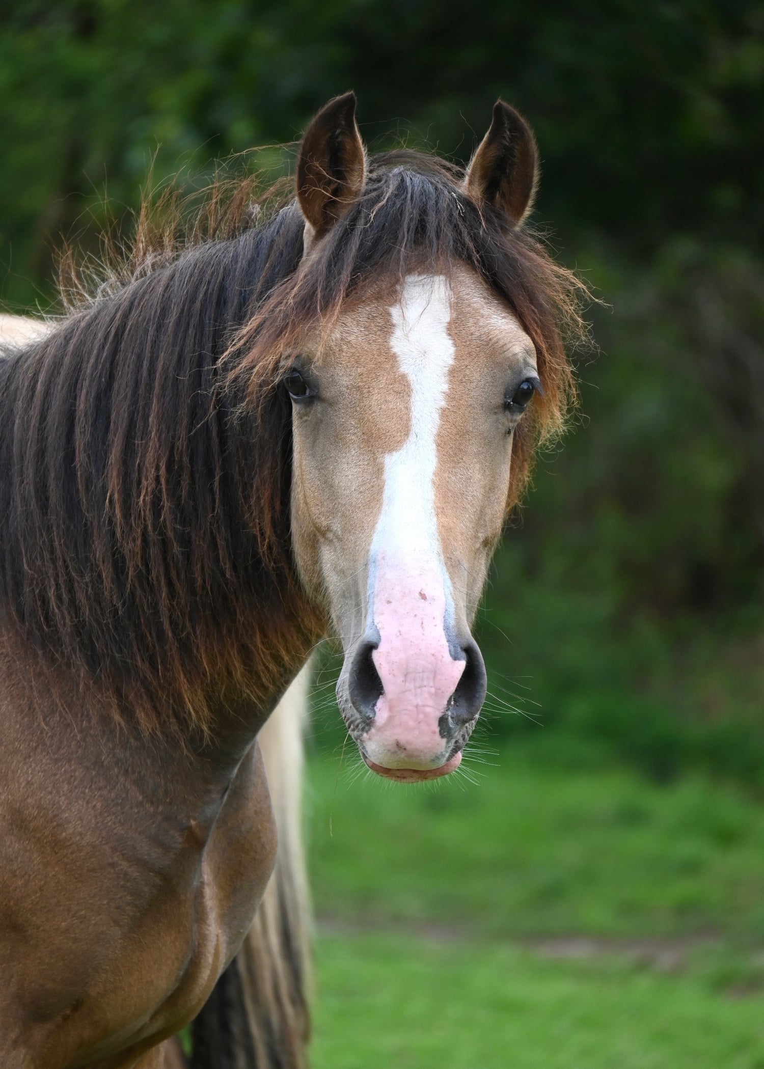 "Delilah" Buckskin Filly Youngstock / Foal
